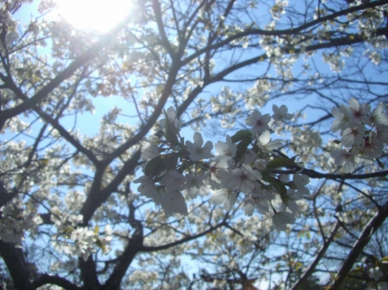 鎌倉の桜。若宮大路はまだ咲いていませんでした。