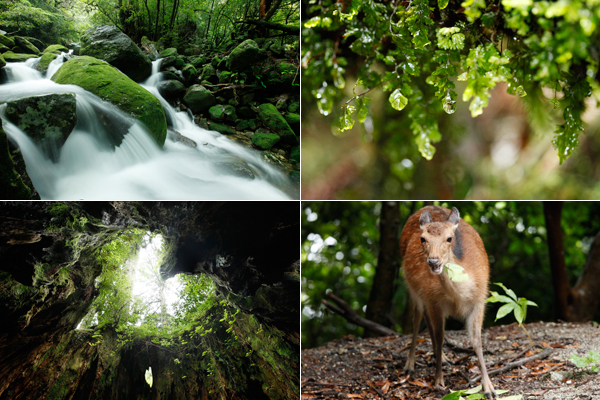 yakushima_kamome01