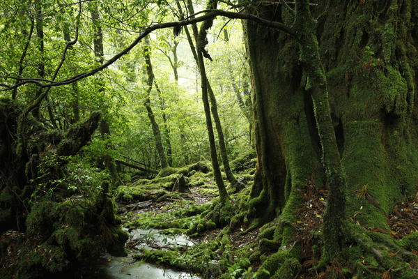 yakushima_kamome03a