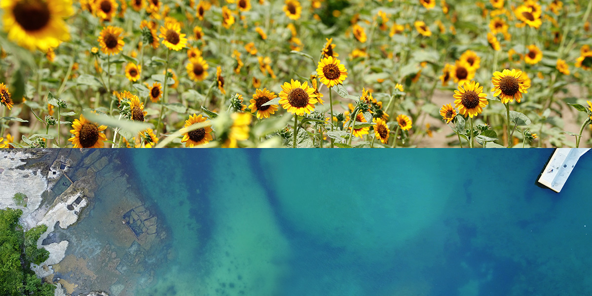 03blue_ocean_tateyama_sunflower